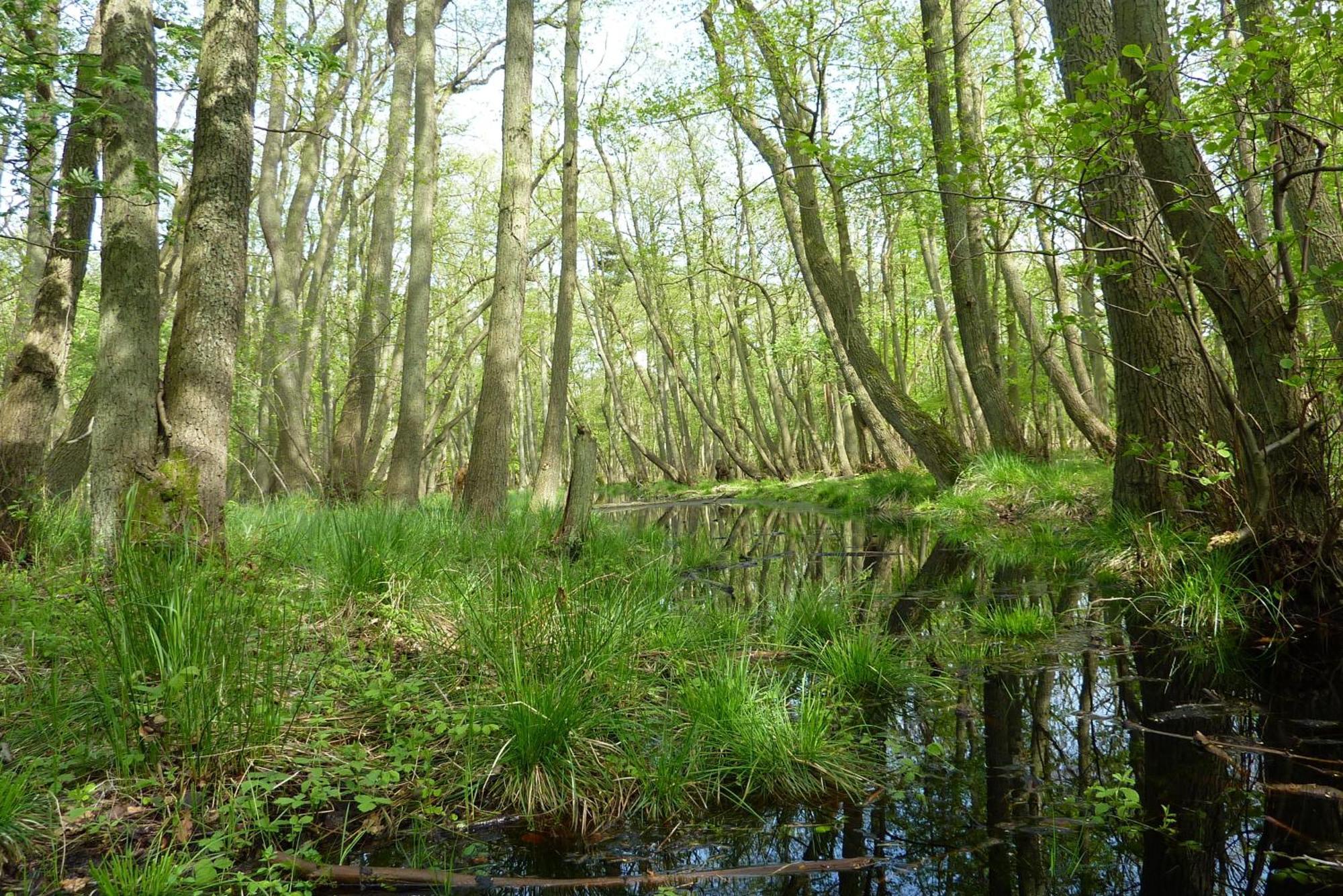 Fewo Kaeuzchen - Ulenhoef Prerow Buitenkant foto